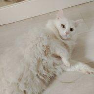 Milana_Stars