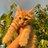 Mark_Ladin